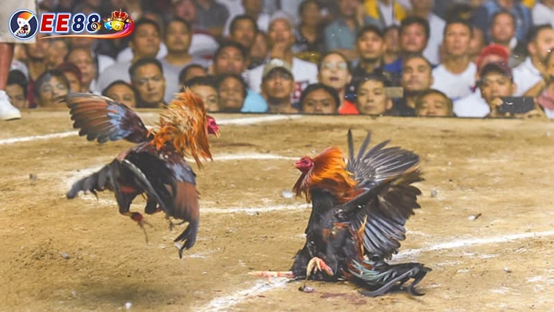 Đá gà là hình thức cho hai con gà đấu với nhau, có thể cá cược nhận tiền