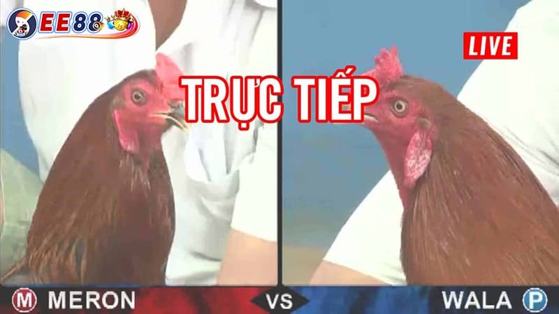 Trực tiếp đá gà tre siêu hấp dẫn