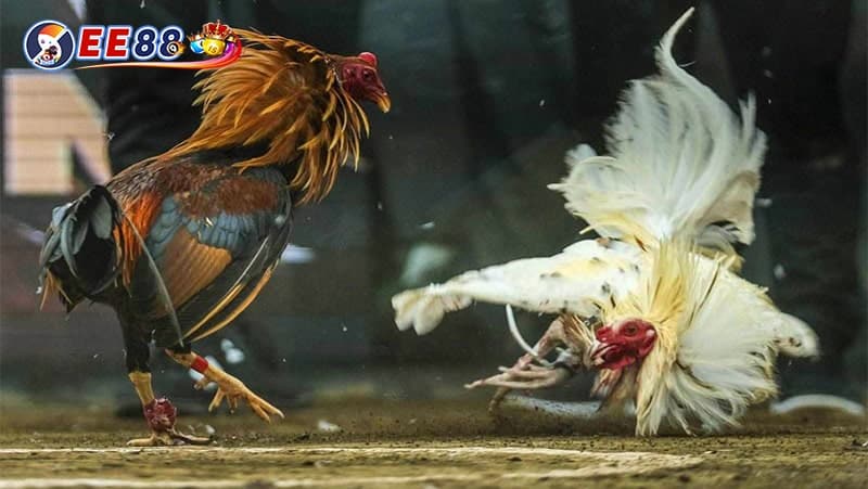 Có hai hình thức đá gà phổ biến nhất hiện nay là đá gà tre và gà cựa dao