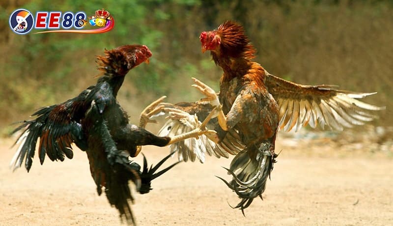 Biết được các lưu ý để chơi dễ thắng, tránh thua trong mỗi trận cược