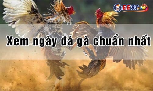 Cách thức xem ngày đá gà dễ giành chiến thắng